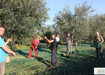 Raccolta delle olive nel nostro uliveto